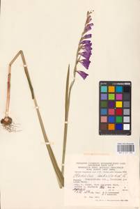 Gladiolus imbricatus L., Eastern Europe, West Ukrainian region (E13) (Ukraine)