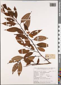 Lindera tonkinensis Lecomte, South Asia, South Asia (Asia outside ex-Soviet states and Mongolia) (ASIA) (Vietnam)