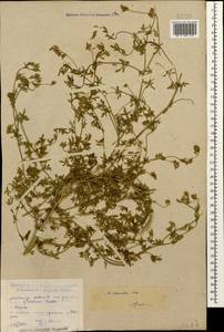 Medicago lessingii Fisch. & C.A.Mey. ex Kar., Caucasus, Dagestan (K2) (Russia)