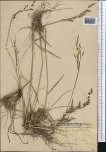 Piptatherum songaricum (Trin. & Rupr.) Roshev., Middle Asia, Northern & Central Tian Shan (M4) (Kyrgyzstan)