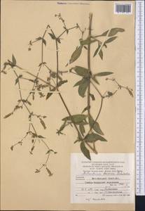 Silene latifolia subsp. latifolia, Middle Asia, Kopet Dag, Badkhyz, Small & Great Balkhan (M1) (Turkmenistan)