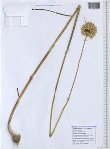 Allium paniculatum subsp. pallens (L.) K.Richt., Caucasus, Black Sea Shore (from Novorossiysk to Adler) (K3) (Russia)
