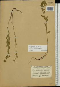 Euphorbia sareptana Becker, Eastern Europe, Middle Volga region (E8) (Russia)