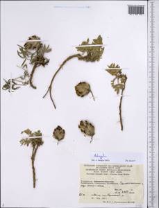 Astragalus, Middle Asia, Pamir & Pamiro-Alai (M2) (Tajikistan)