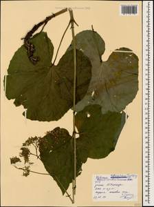 Valeriana tiliifolia Troitsky, Caucasus, Stavropol Krai, Karachay-Cherkessia & Kabardino-Balkaria (K1b) (Russia)