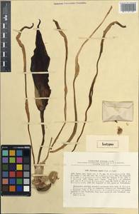 Eminium regelii Vved., Middle Asia, Syr-Darian deserts & Kyzylkum (M7) (Kazakhstan)