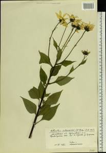 Helianthus tuberosus L., Eastern Europe, Moscow region (E4a) (Russia)