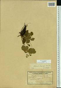 Alchemilla propinqua H. Lindb. ex Juz., Eastern Europe, Volga-Kama region (E7) (Russia)