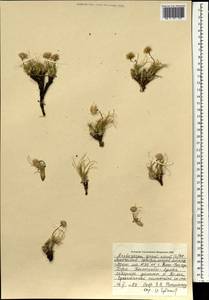 Arctogeron gramineum (L.) DC., Mongolia (MONG) (Mongolia)