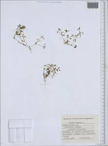 Montia fontana L., Eastern Europe, Northern region (E1) (Russia)