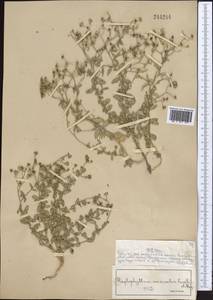 Haplophyllum versicolor Fisch. & C. A. Mey., Middle Asia, Syr-Darian deserts & Kyzylkum (M7) (Kazakhstan)