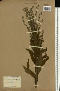 Cynoglossum officinale L., Eastern Europe, North Ukrainian region (E11) (Ukraine)