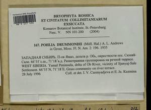 Pohlia drummondii (Müll. Hal.) A.L. Andrews, Bryophytes, Bryophytes - Western Siberia (including Altai) (B15) (Russia)