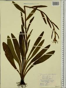 Pilosella echioides subsp. echioides, Eastern Europe, North Ukrainian region (E11) (Ukraine)