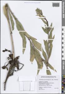 Oenothera biennis L., Eastern Europe, Central region (E4) (Russia)