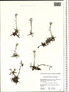 Antennaria dioica (L.) Gaertn., Siberia, Baikal & Transbaikal region (S4) (Russia)