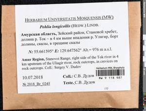 Pohlia longicolla (Hedw.) Lindb., Bryophytes, Bryophytes - Russian Far East (excl. Chukotka & Kamchatka) (B20) (Russia)
