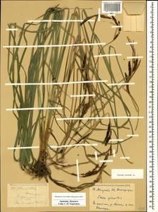 Carex acuta L., Caucasus, Armenia (K5) (Armenia)