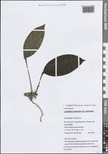 Aspidistra subrotata Y.Wan & C.C.Huang, South Asia, South Asia (Asia outside ex-Soviet states and Mongolia) (ASIA) (Vietnam)