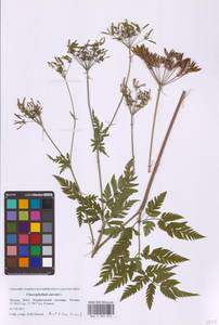 Chaerophyllum aureum L., Eastern Europe, Moscow region (E4a) (Russia)