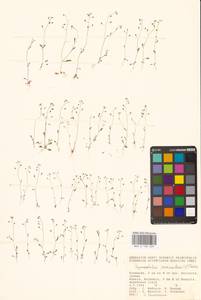 Hornungia procumbens (L.) Hayek, Eastern Europe, Lower Volga region (E9) (Russia)