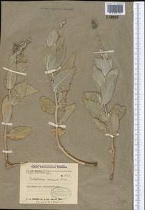 Trichodesma incanum Bunge, Middle Asia, Syr-Darian deserts & Kyzylkum (M7) (Kazakhstan)