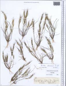 Aristida adscensionis L., Middle Asia, Northern & Central Tian Shan (M4) (Kyrgyzstan)