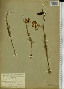 Lilium pumilum Redouté, Siberia, Baikal & Transbaikal region (S4) (Russia)