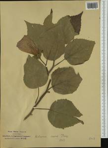 Hibiscus moscheutos subsp. moscheutos, Western Europe (EUR) (Italy)
