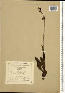 Ophrys scolopax subsp. cornuta (Steven) E.G.Camus, Caucasus, Georgia (K4) (Georgia)