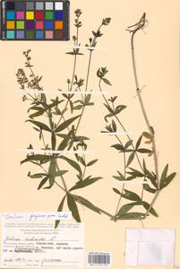 Galium rubioides L., Eastern Europe, Moscow region (E4a) (Russia)