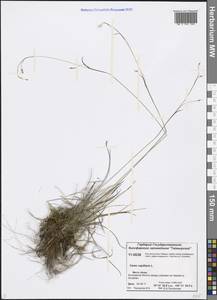 Carex capillaris L., Siberia, Central Siberia (S3) (Russia)