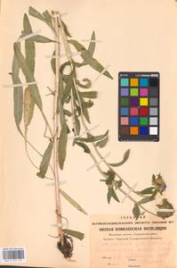 Campanula cervicaria L., Eastern Europe, Moscow region (E4a) (Russia)