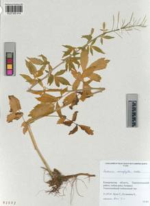 KUZ 005 414, Cardamine macrophylla Willd., Siberia, Altai & Sayany Mountains (S2) (Russia)