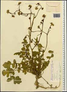 Hirschfeldia incana (L.) Lagr.-Foss., Caucasus, Azerbaijan (K6) (Azerbaijan)
