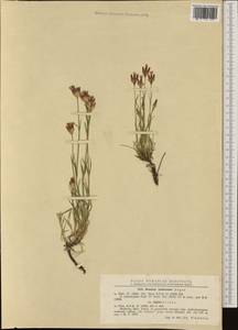 Dianthus giganteiformis borb., Western Europe (EUR) (Romania)