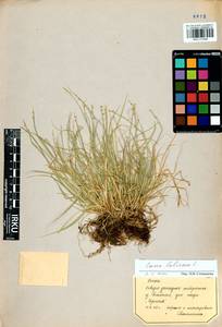 Carex loliacea L., Siberia, Baikal & Transbaikal region (S4) (Russia)