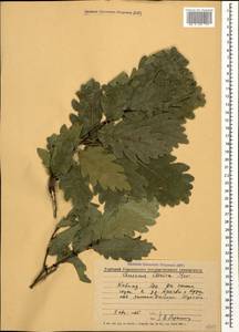 Quercus petraea subsp. polycarpa (Schur) Soó, Caucasus, Georgia (K4) (Georgia)