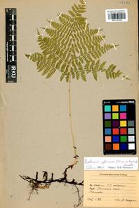 Diplazium sibiricum (Turcz. ex Kunze) Sa.Kurata, Siberia, Baikal & Transbaikal region (S4) (Russia)