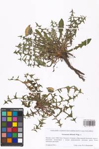 Taraxacum officinale Weber ex Wiggins, Eastern Europe, Moscow region (E4a) (Russia)