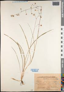 Anticlea sibirica (L.) Kunth, Siberia, Yakutia (S5) (Russia)