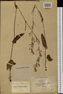 Rumex acetosa L., Siberia, Western Siberia (S1) (Russia)