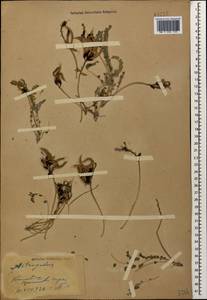 Astragalus sanguinolentus M.Bieb., Caucasus, Stavropol Krai, Karachay-Cherkessia & Kabardino-Balkaria (K1b) (Russia)