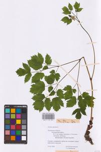 Actaea spicata L., Eastern Europe (no precise locality) (E0)