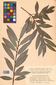 Salix kangensis Nakai, Siberia, Russian Far East (S6) (Russia)