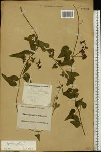 Cynanchum acutum L., Eastern Europe, Lower Volga region (E9) (Russia)