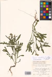 Senecio dubitabilis C. Jeffrey & Y. L. Chen, Eastern Europe, Moscow region (E4a) (Russia)