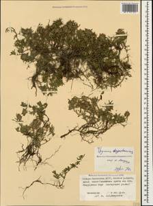 Thymus daghestanicus Klokov & Des.-Shost., Caucasus, North Ossetia, Ingushetia & Chechnya (K1c) (Russia)