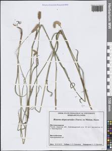 Bistorta alopecuroides (Turcz. ex Kom.) Nakai, Siberia, Russian Far East (S6) (Russia)