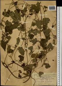 Aristolochia contorta Bunge, Siberia, Russian Far East (S6) (Russia)